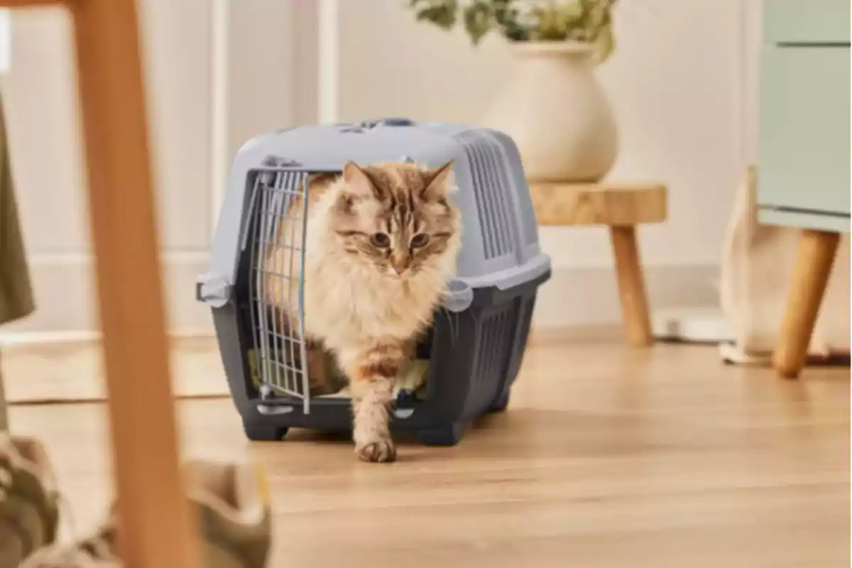 Long-haired cat coming out of a gray carrier in a cozy room Long-haired cat coming out of a gray carrier in a cozy room