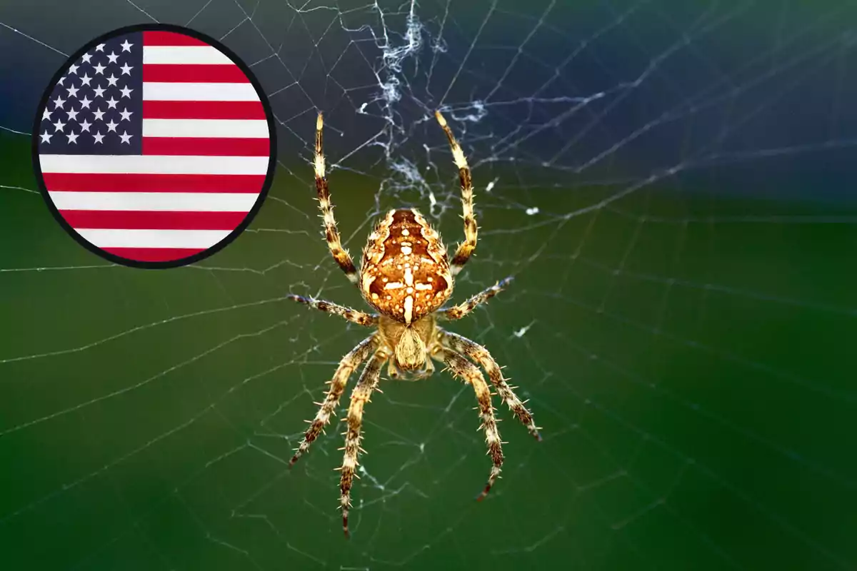 Araña sobre su telaraña con un círculo que contiene la bandera de Estados Unidos en la esquina superior izquierda Araña sobre su telaraña con un círculo que contiene la bandera de Estados Unidos en la esquina superior izquierda