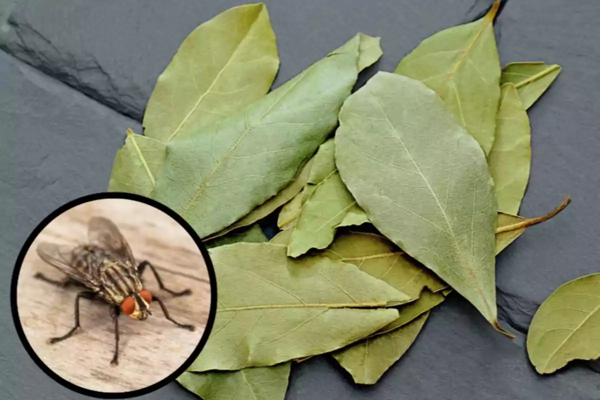 Hojas de laurel secas sobre una superficie oscura y un recuadro con la imagen de una mosca Hojas de laurel secas sobre una superficie oscura y un recuadro con la imagen de una mosca