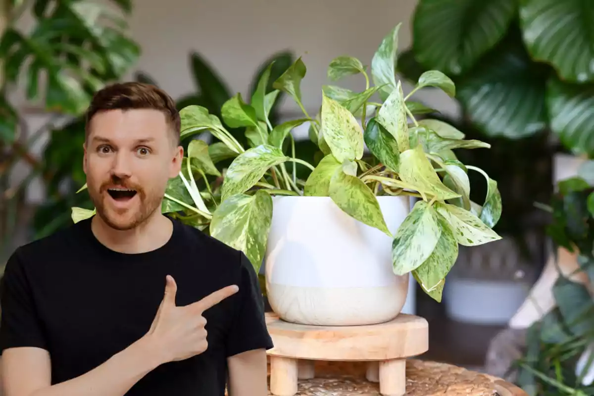 Hombre con expresión de sorpresa señalando una maceta blanca con una planta de hojas verdes en un ambiente interior lleno de plantas Hombre con expresión de sorpresa señalando una maceta blanca con una planta de hojas verdes en un ambiente interior lleno de plantas