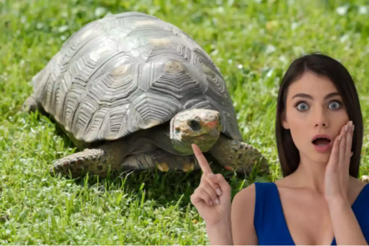 Mujer sorprendida señalando a una tortuga grande en el césped