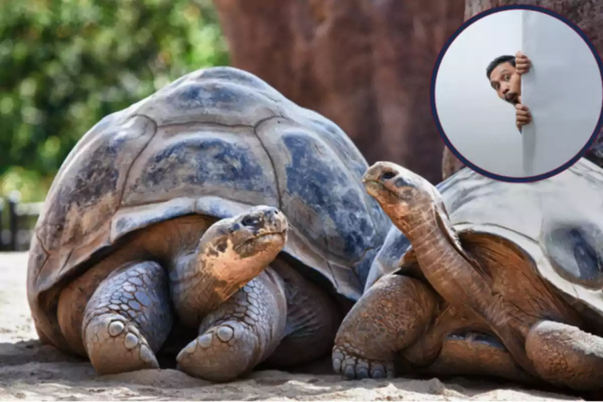Dos tortugas grandes descansan en la arena mientras en la esquina superior derecha aparece un círculo con un hombre asomándose detrás de una pared con expresión curiosa Dos tortugas grandes descansan en la arena mientras en la esquina superior derecha aparece un círculo con un hombre asomándose detrás de una pared con expresión curiosa
