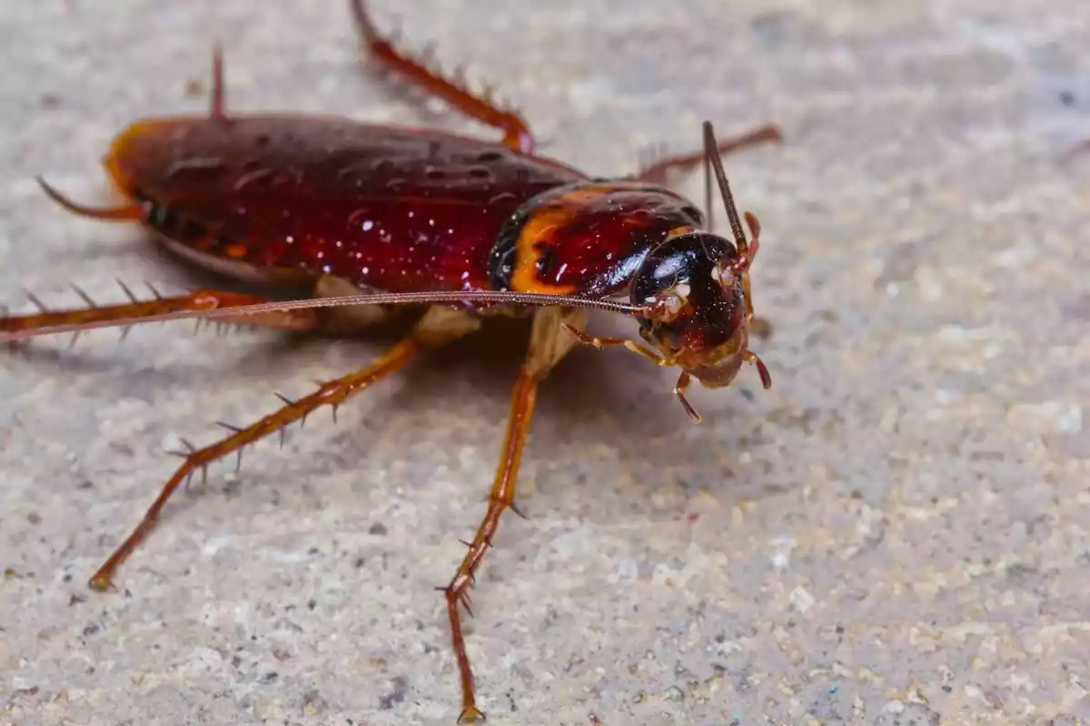 Cucaracha marrón encima del suelo de piedra