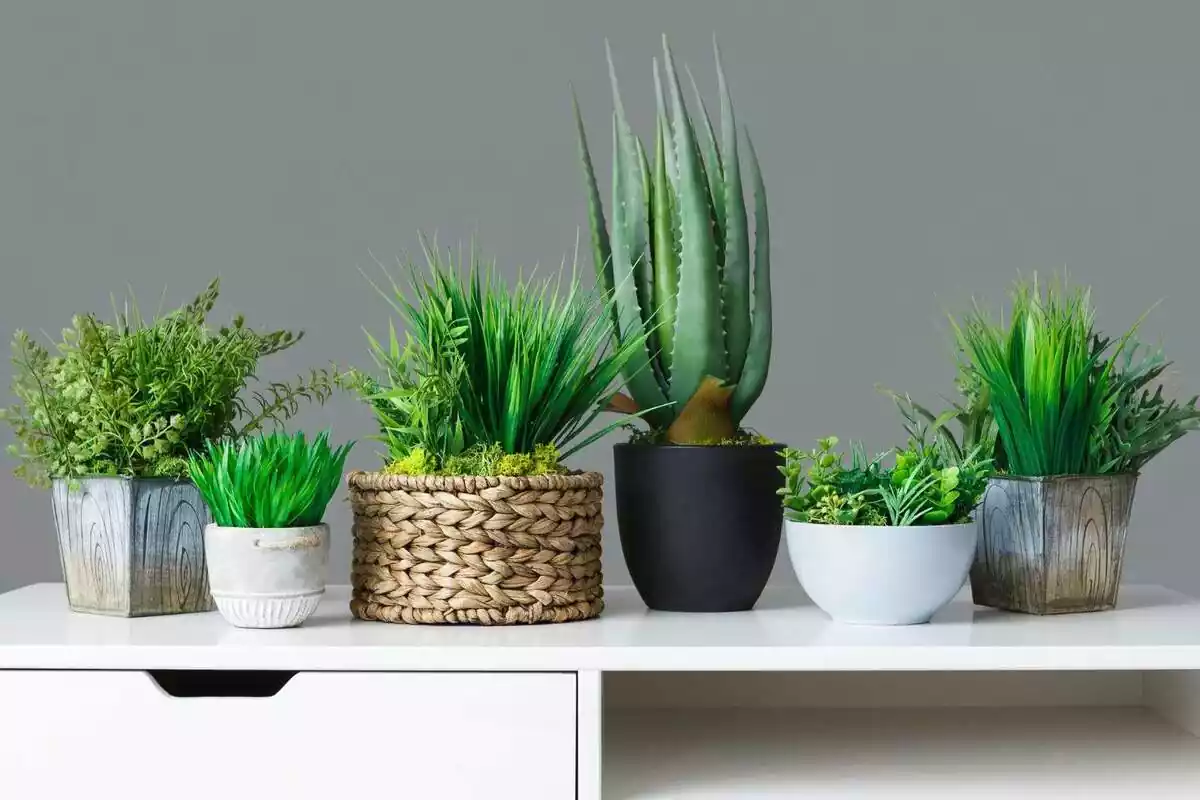Varias plantas colocadas encima de un mueble Varias plantas colocadas encima de un mueble